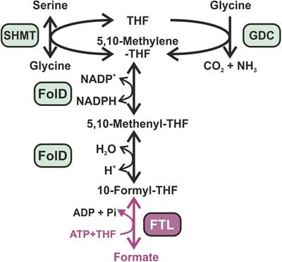 Expression of Formate-Tetrahydrofolate Ligase Did Not Improve Growth but Interferes With Nitrogen and Carbon Metabolism of Synechocystis sp. PCC 6803